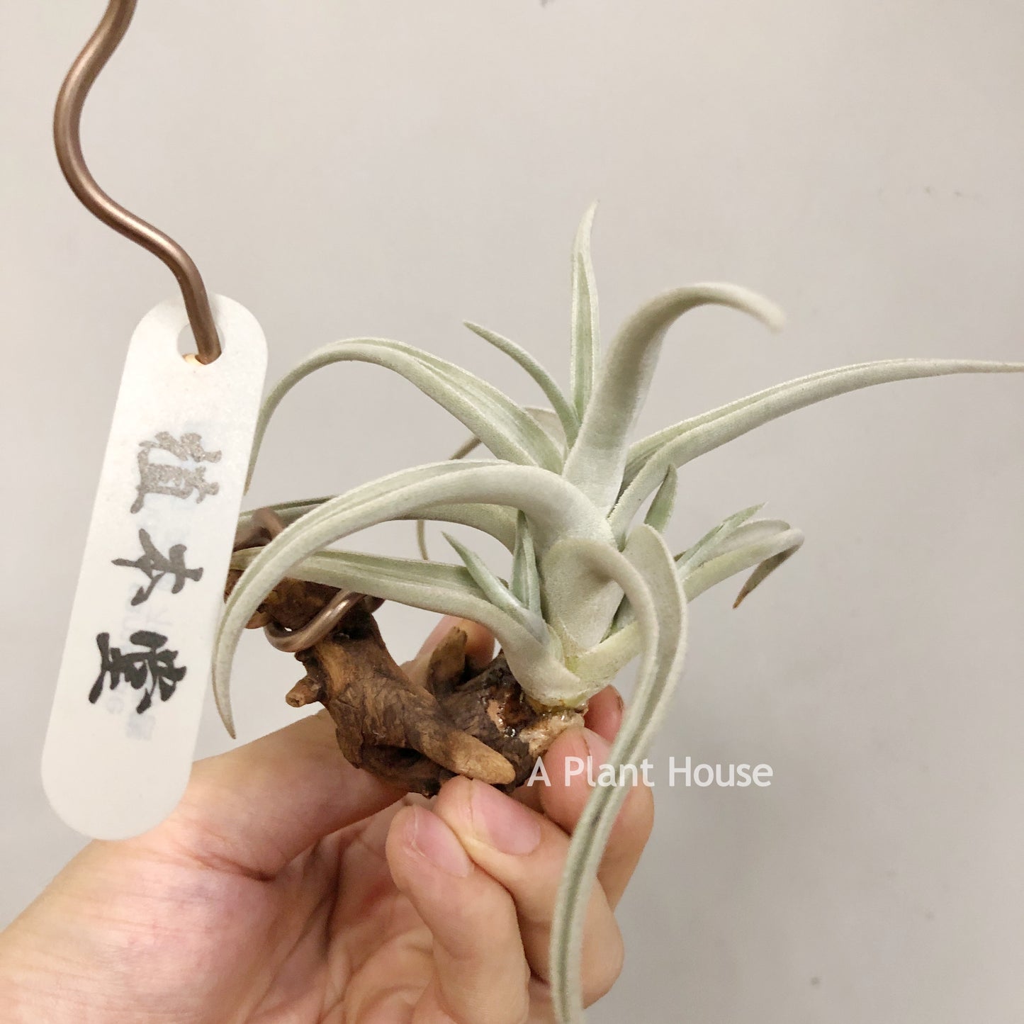 Tillandsia Ramellae