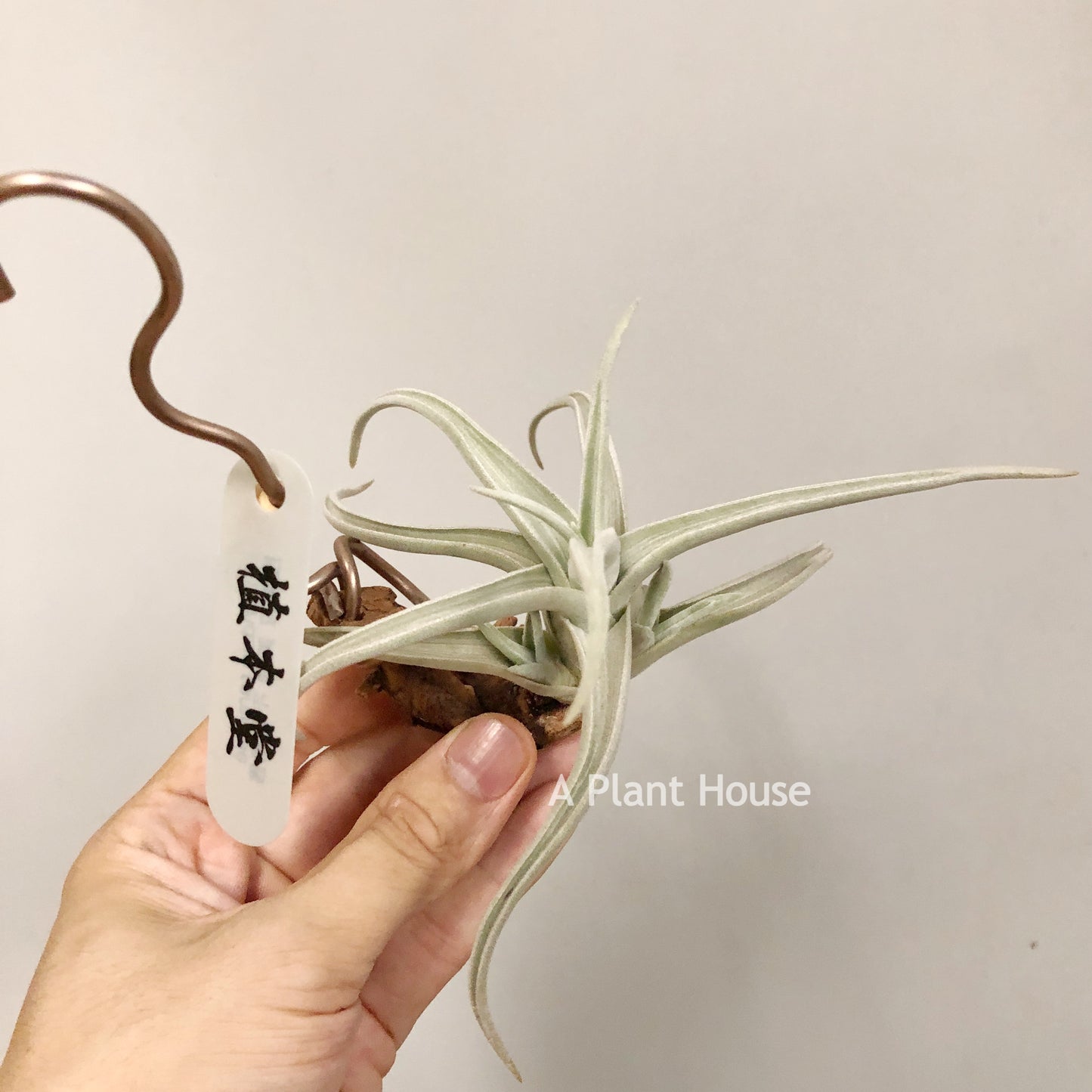 Tillandsia Ramellae