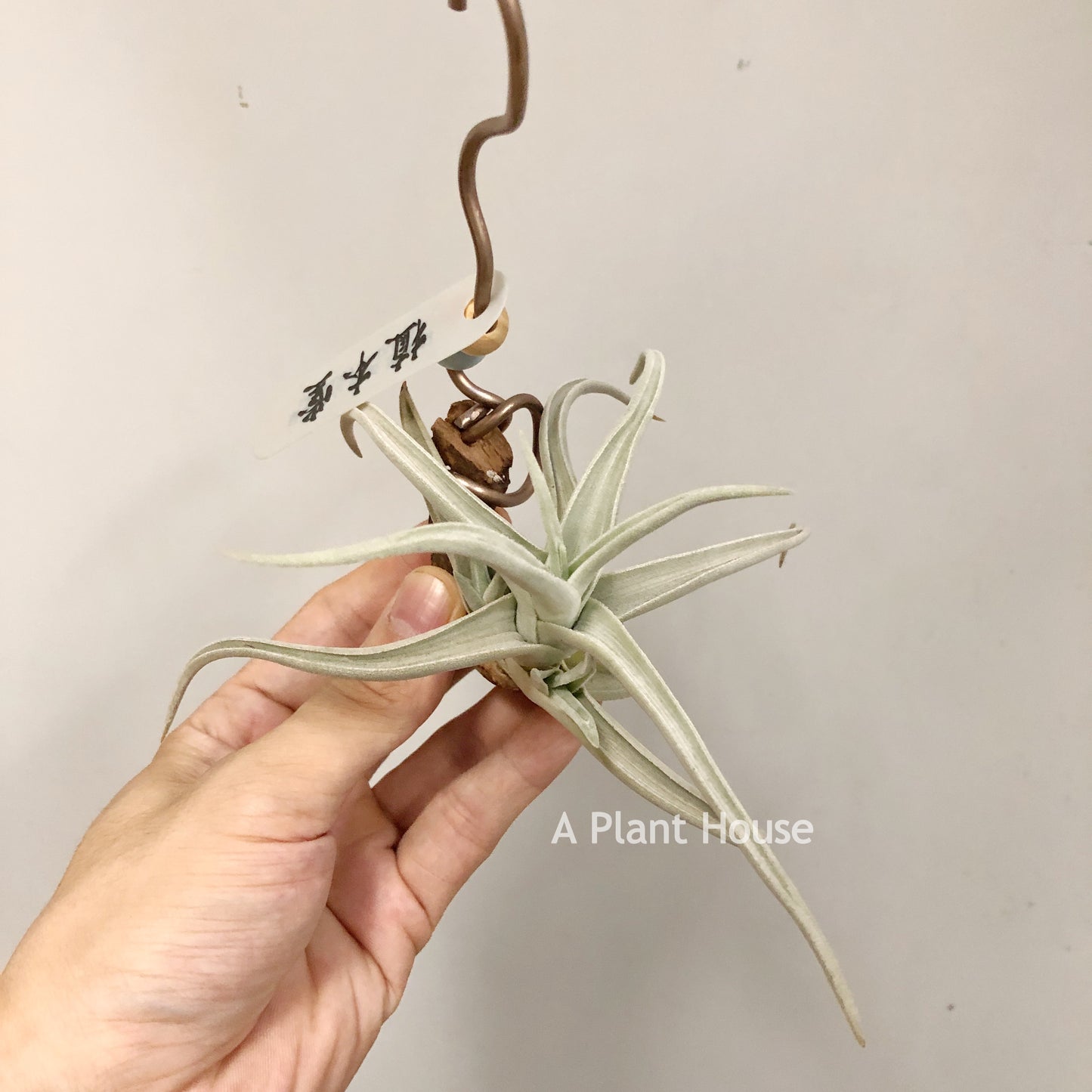 Tillandsia Ramellae