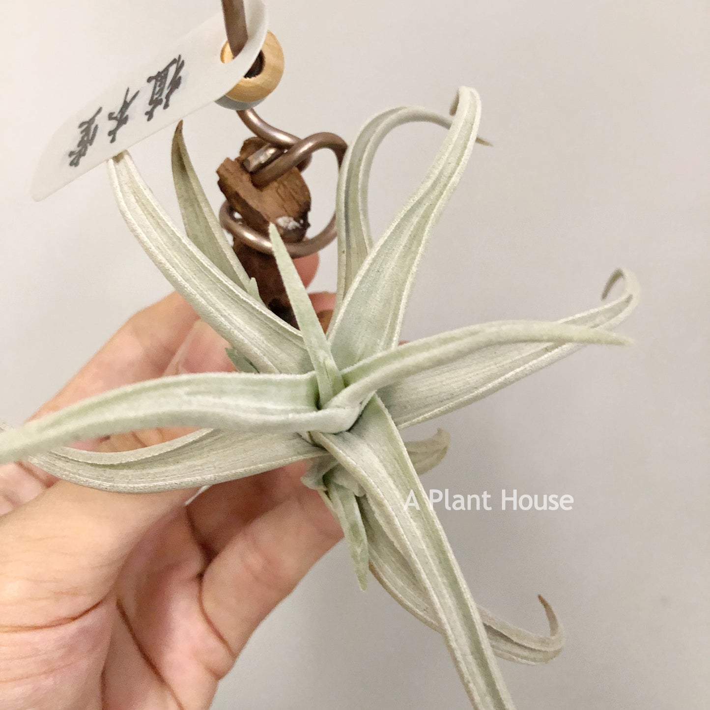 Tillandsia Ramellae