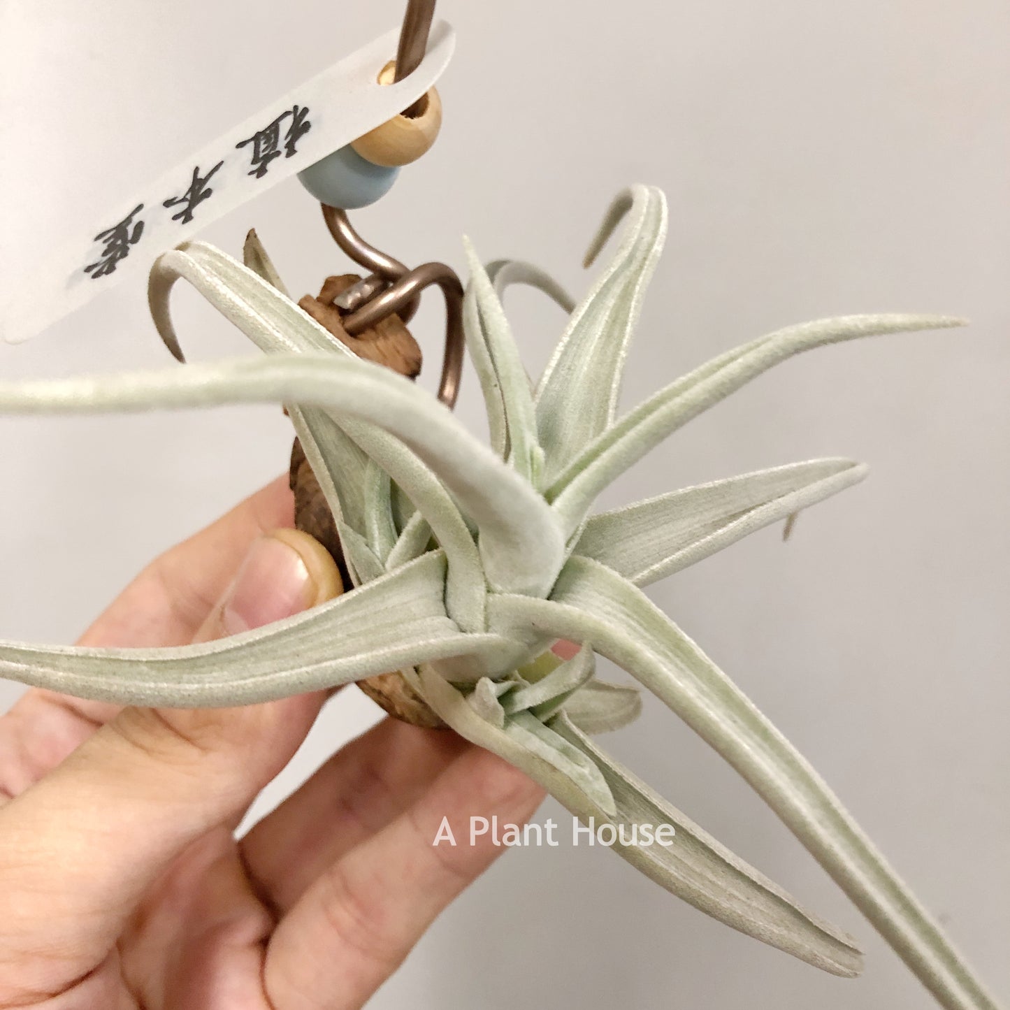 Tillandsia Ramellae