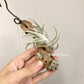 Tillandsia Xiphioides