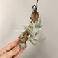 Tillandsia Xiphioides