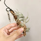Tillandsia Xiphioides