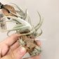Tillandsia Xiphioides