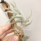 Tillandsia Xiphioides