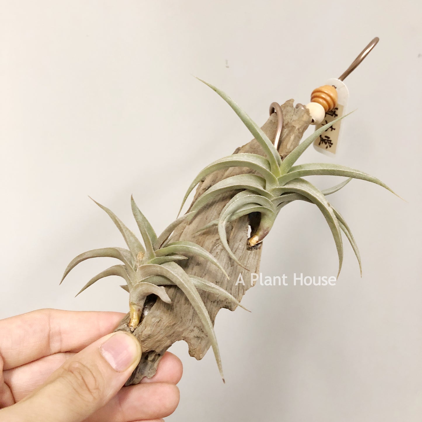 Tillandsia Gilliesii Minor