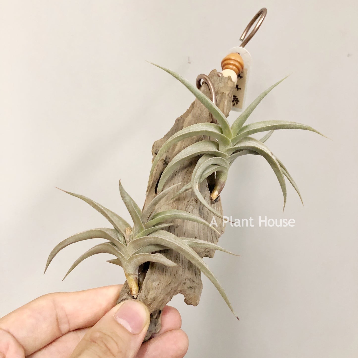 Tillandsia Gilliesii Minor