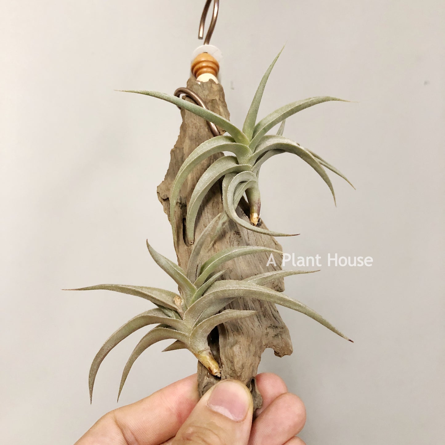 Tillandsia Gilliesii Minor