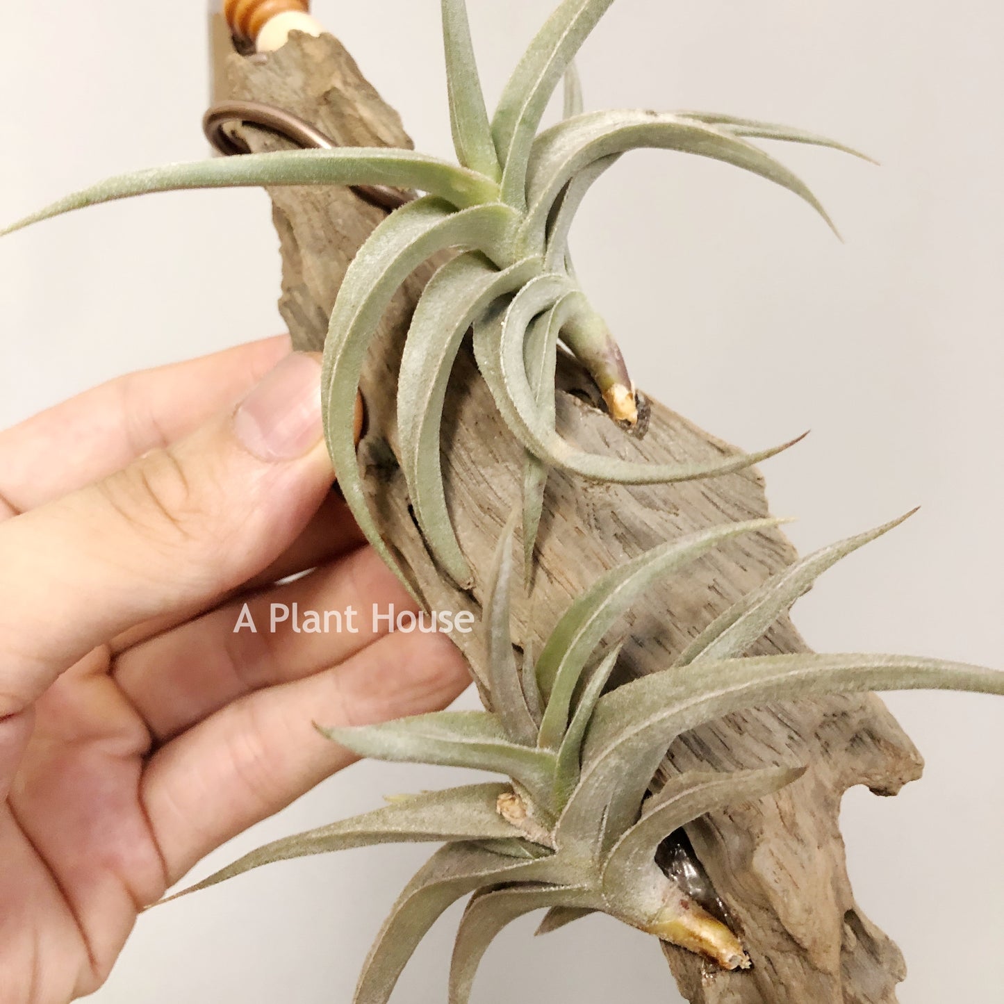 Tillandsia Gilliesii Minor