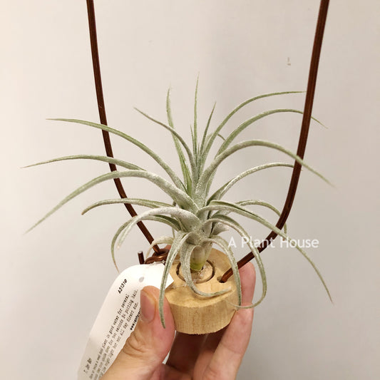 Tillandsia Joy Boy