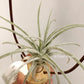 Tillandsia Joy Boy