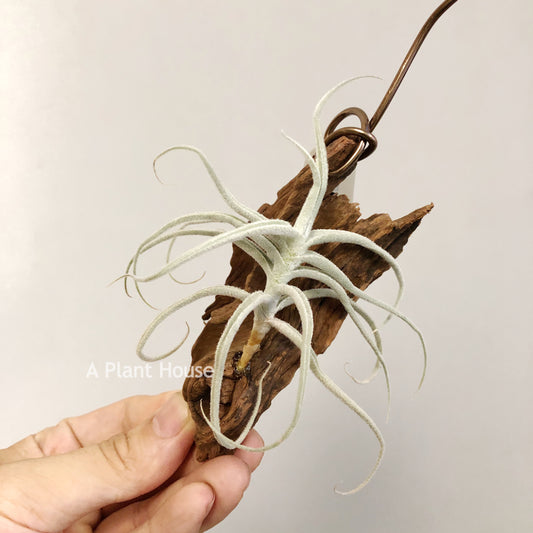 Tillandsia Paleacea