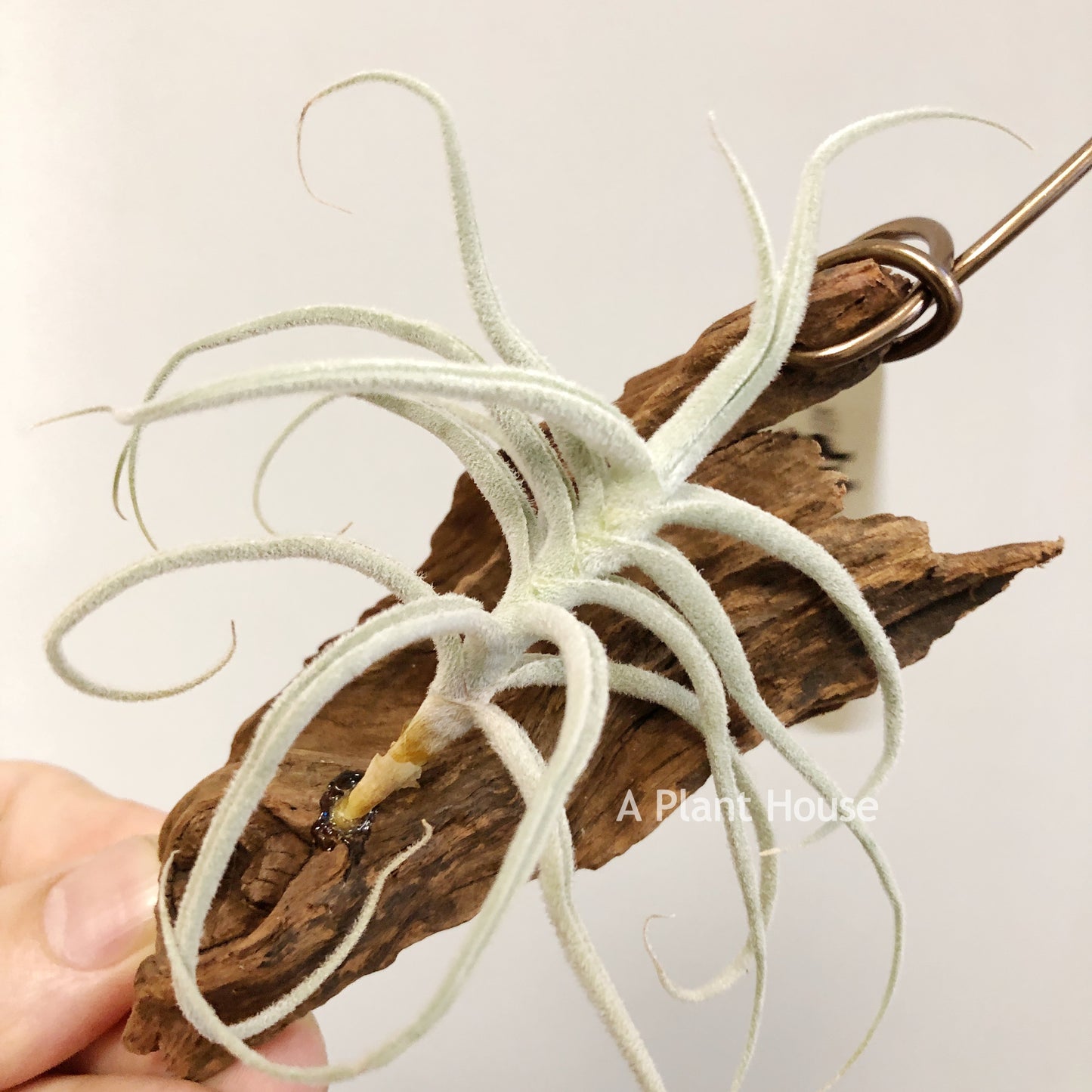 Tillandsia Paleacea