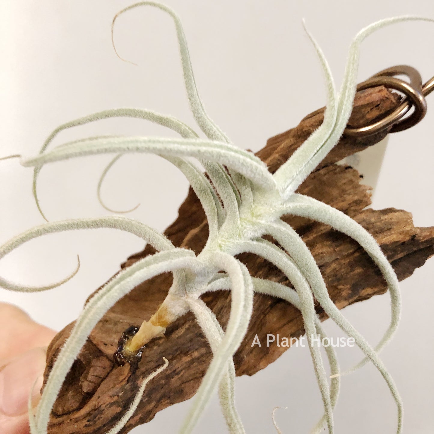 Tillandsia Paleacea