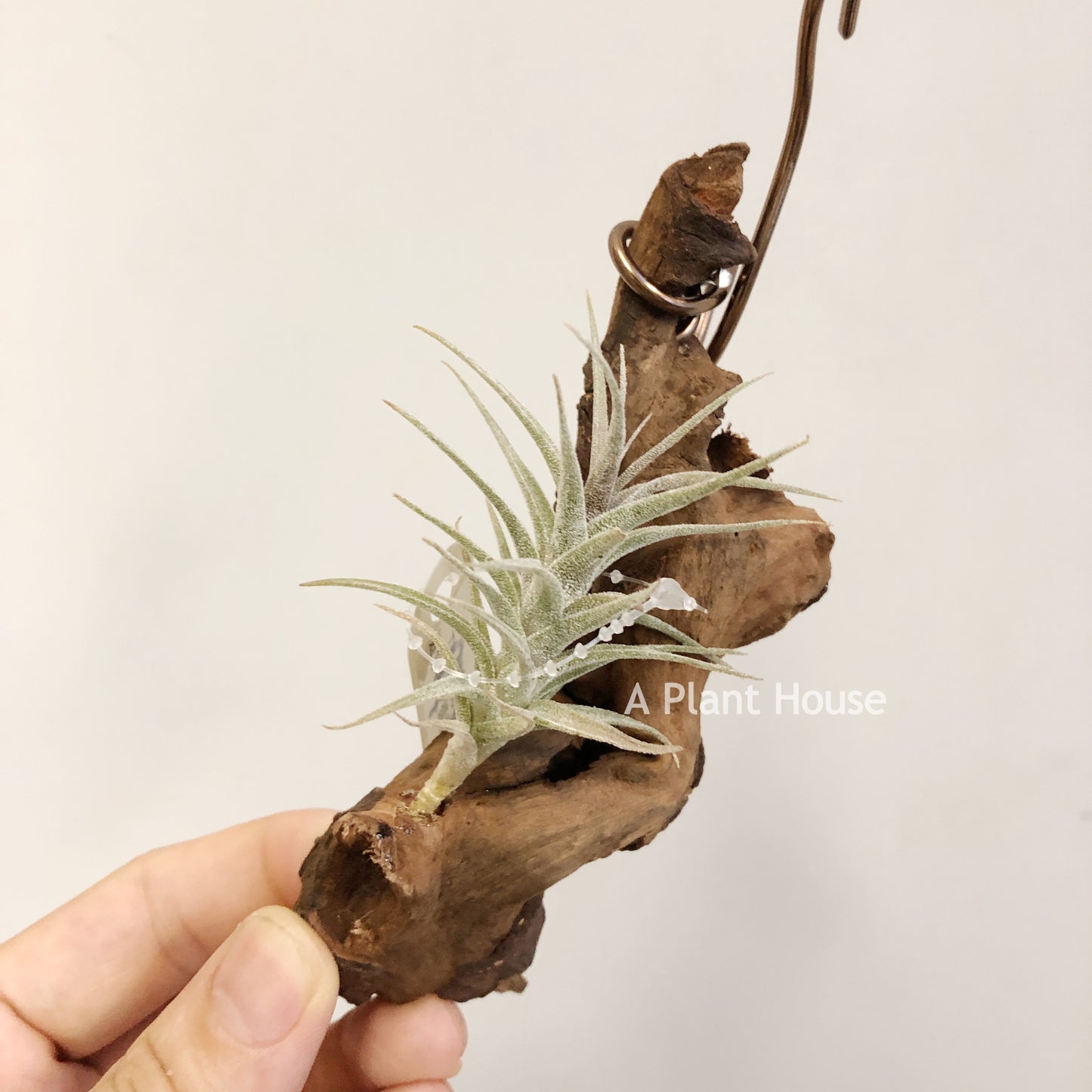 Tillandsia Latifolia Mini