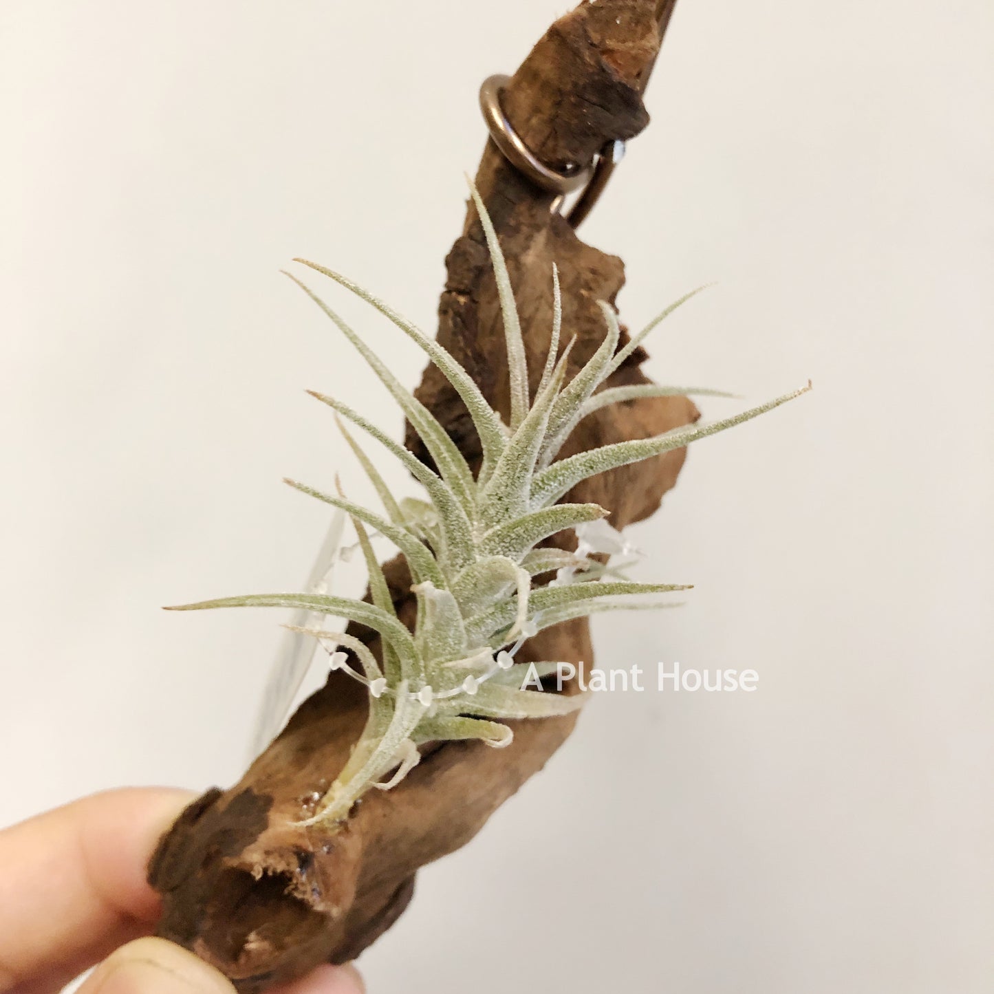 Tillandsia Latifolia Mini