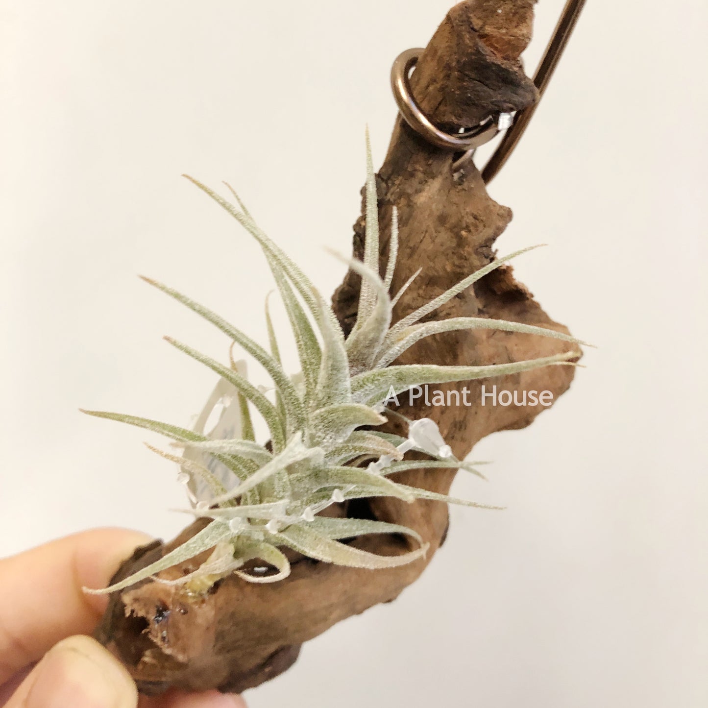 Tillandsia Latifolia Mini