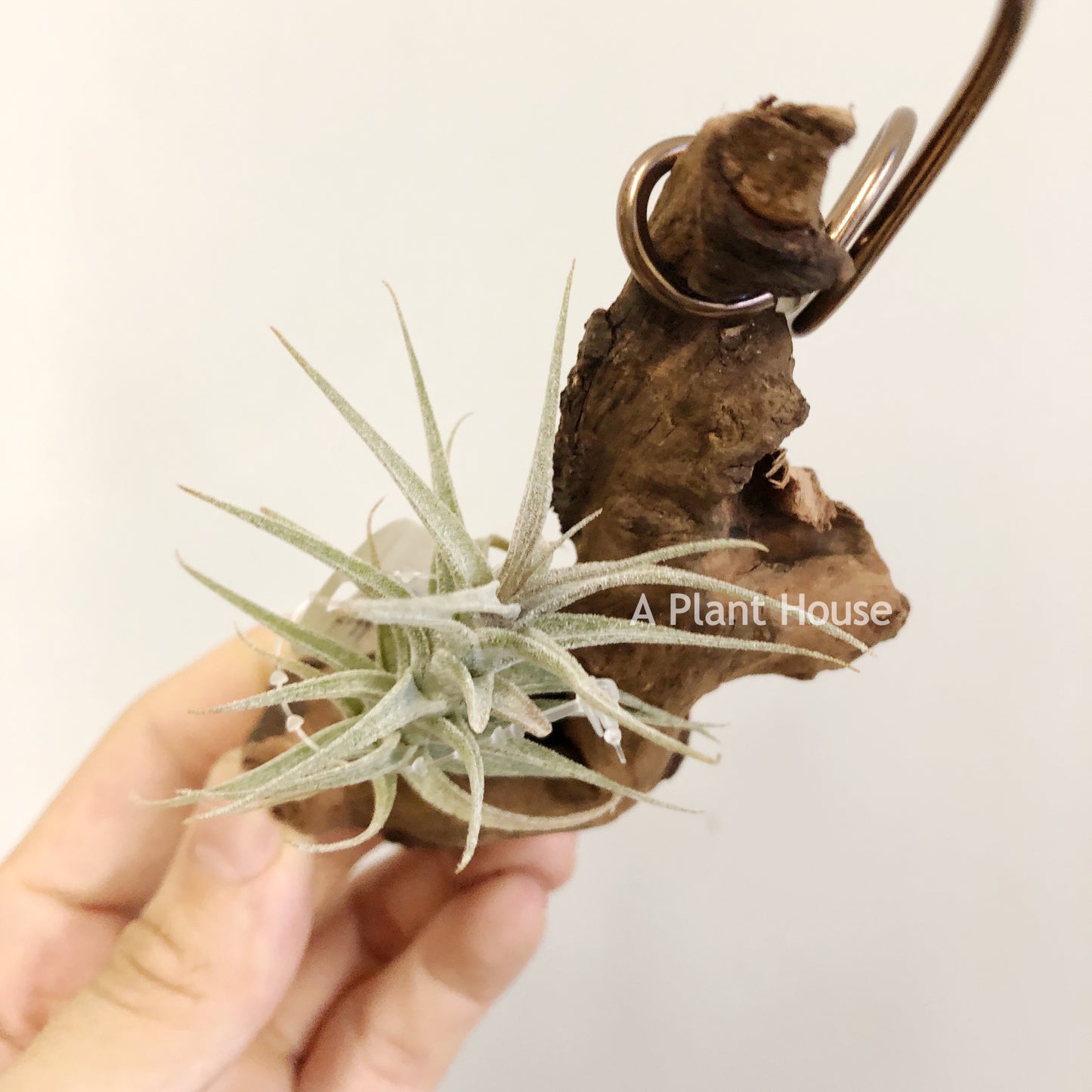 Tillandsia Latifolia Mini