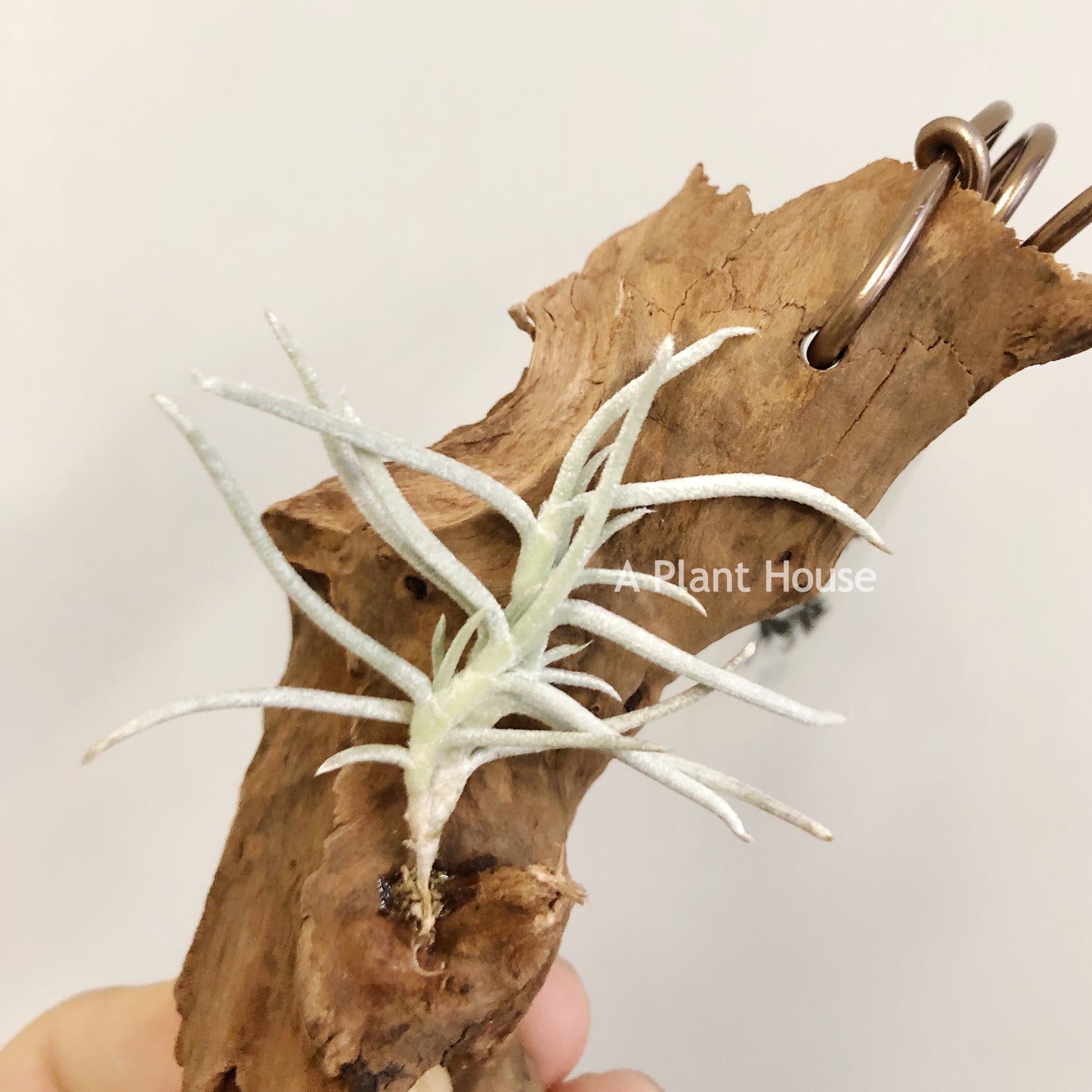 Tillandsia Mollis Clump