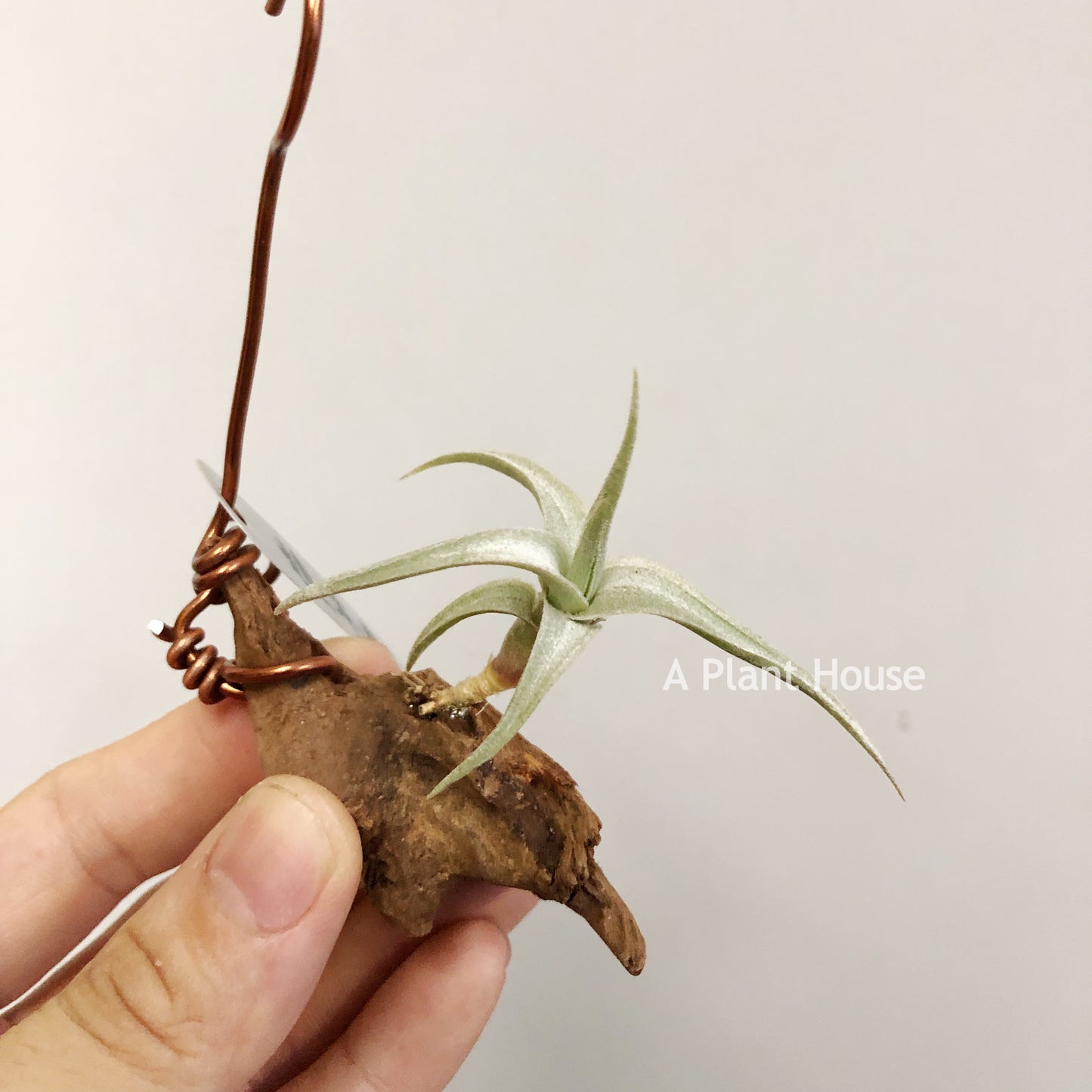 Tillandsia Xiphioides