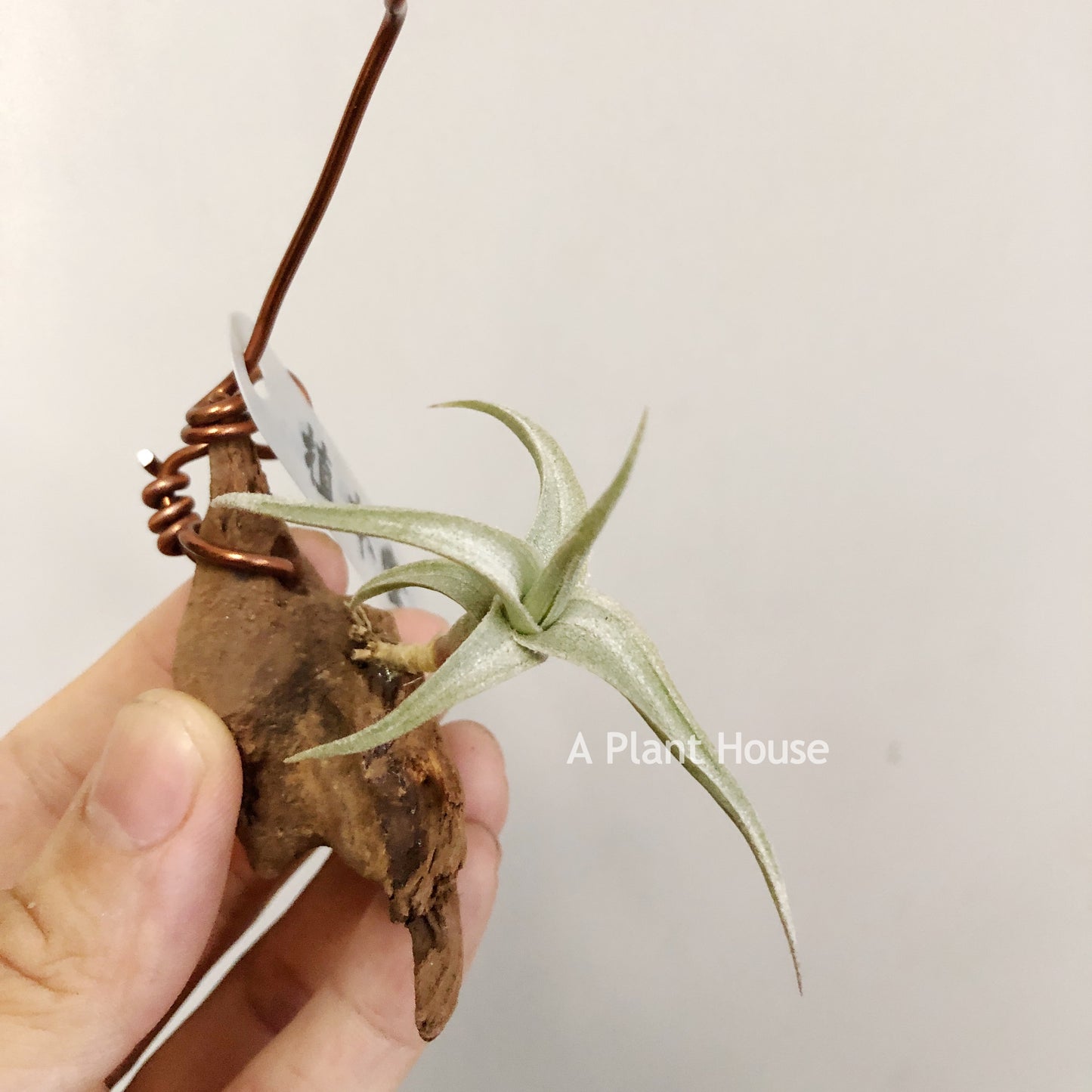 Tillandsia Xiphioides