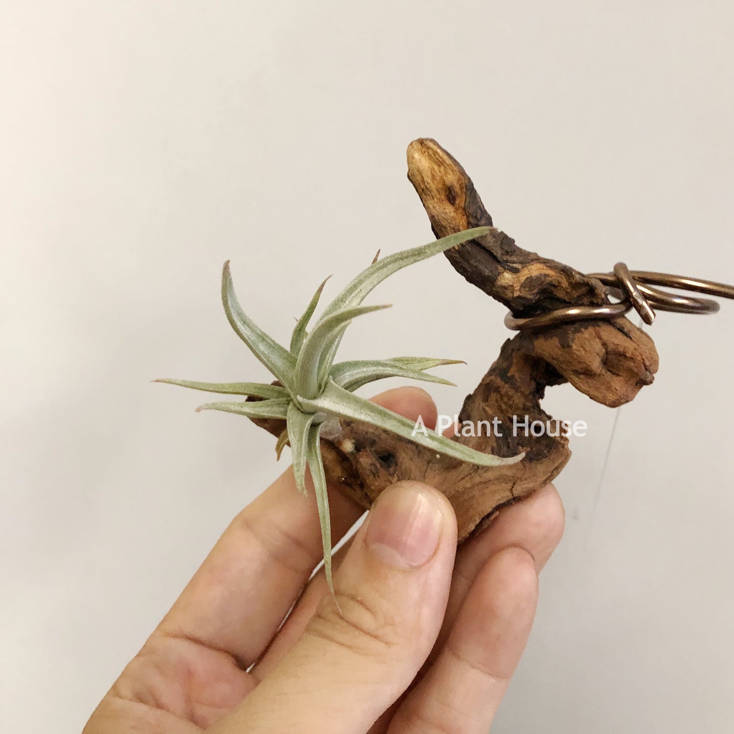 Tillandsia Xiphioides