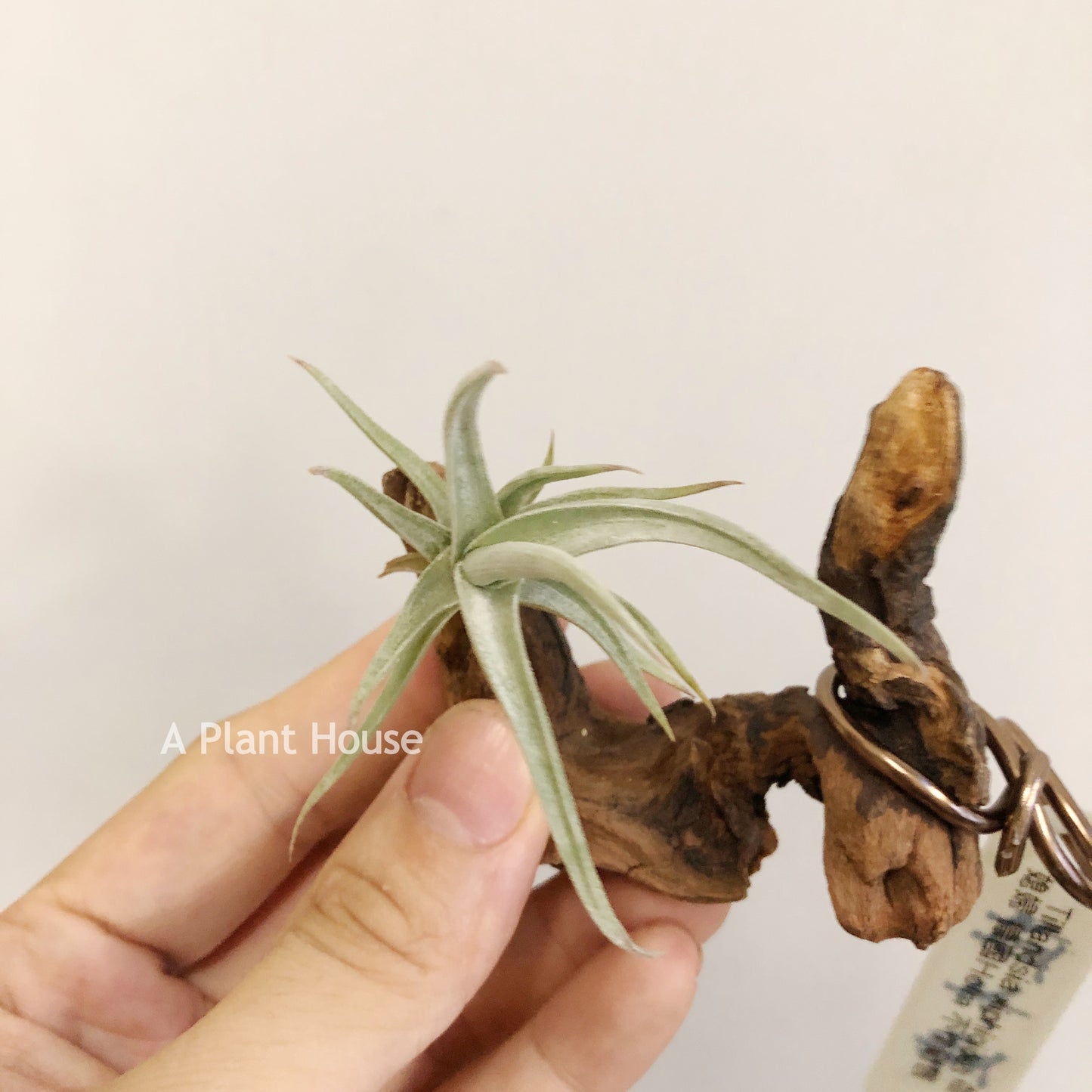 Tillandsia Xiphioides