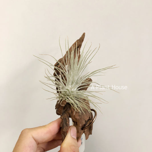 Tillandsia Plumosa