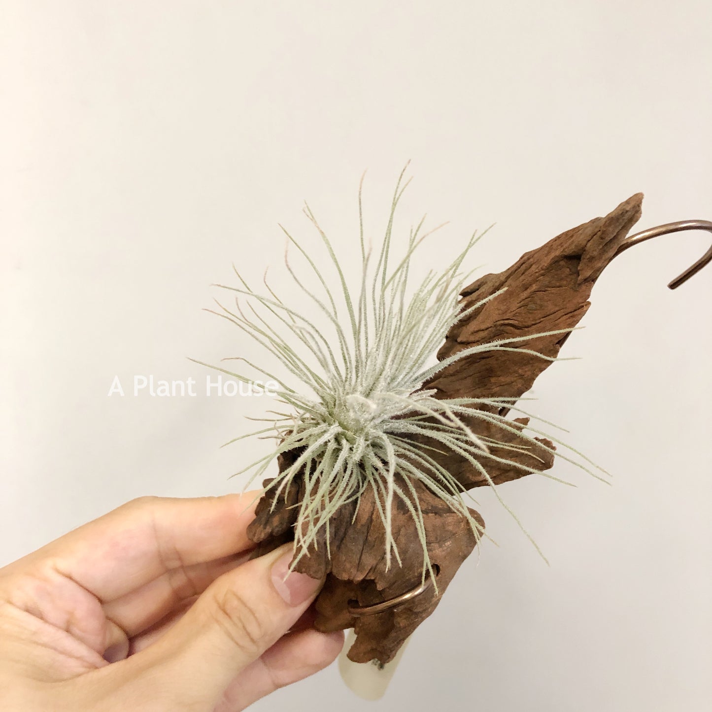 Tillandsia Plumosa