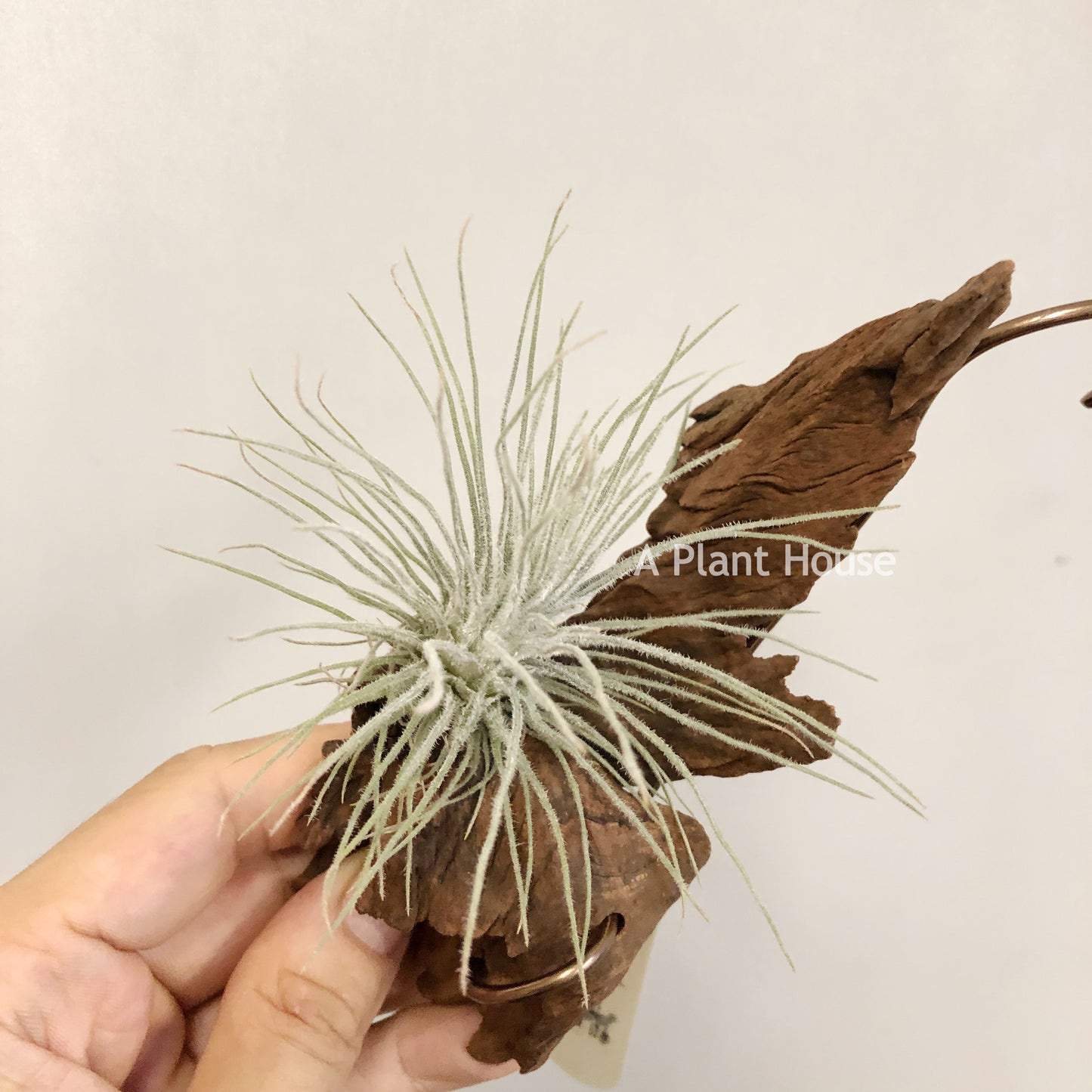 Tillandsia Plumosa