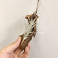 Tillandsia Tectorum Mini