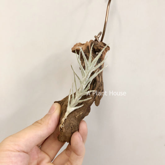 Tillandsia Tectorum Mini