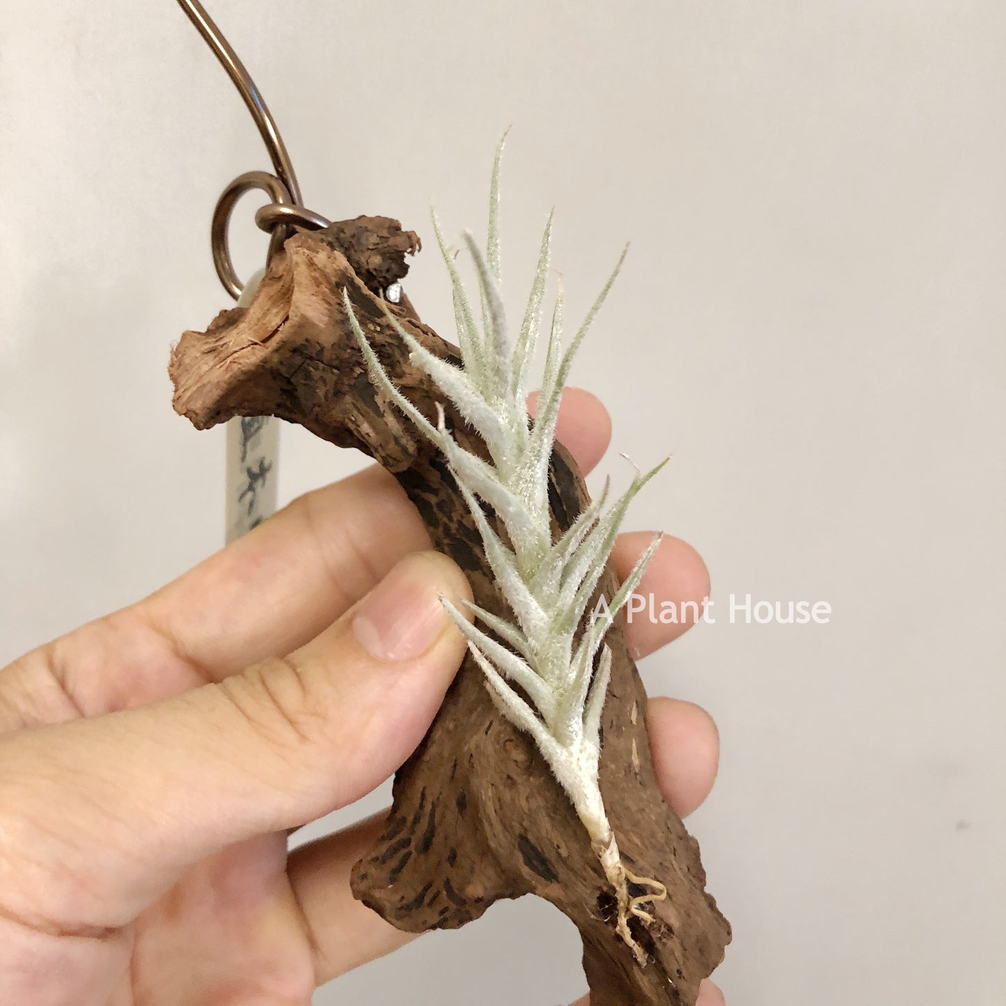 Tillandsia Tectorum Mini