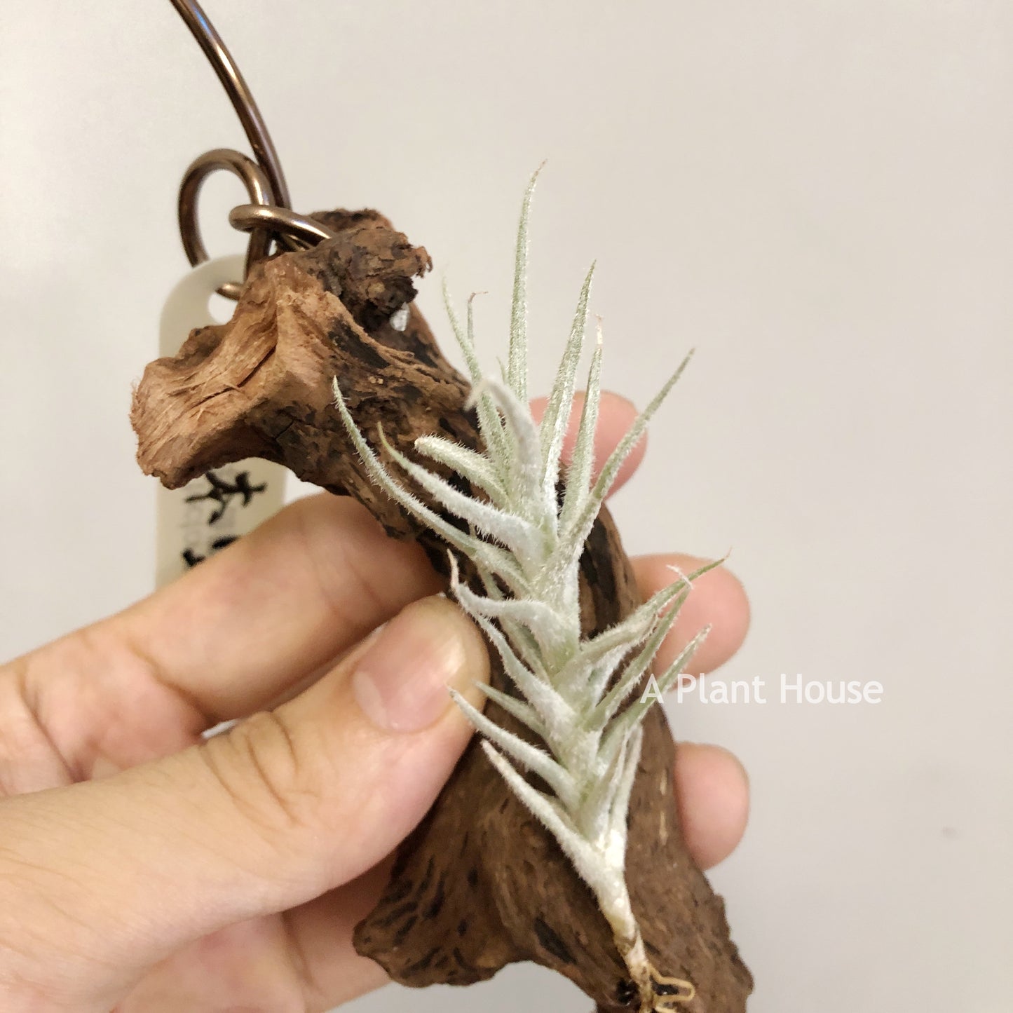 Tillandsia Tectorum Mini