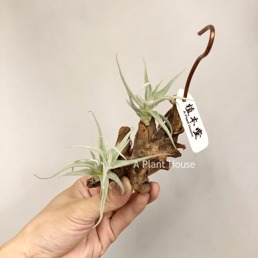 Tillandsia Streptocarpa Mini