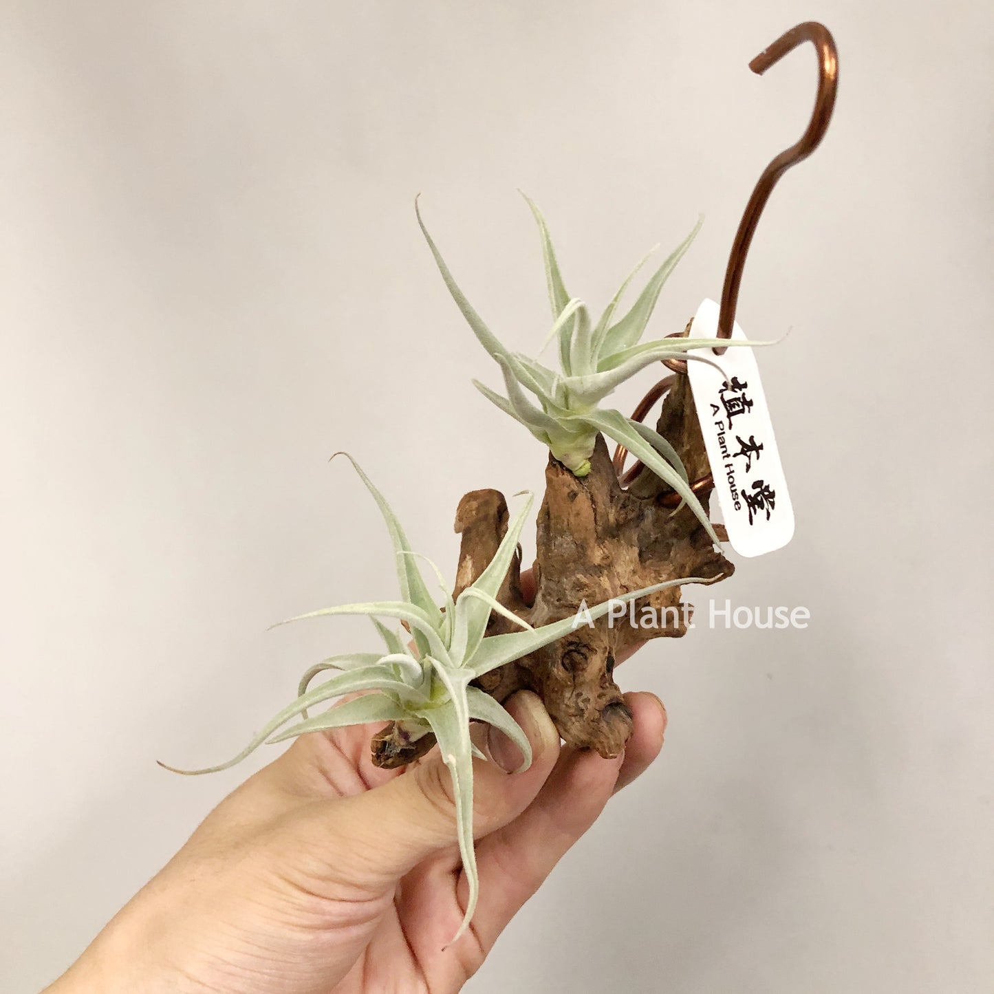 Tillandsia Streptocarpa Mini