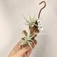 Tillandsia Streptocarpa Mini