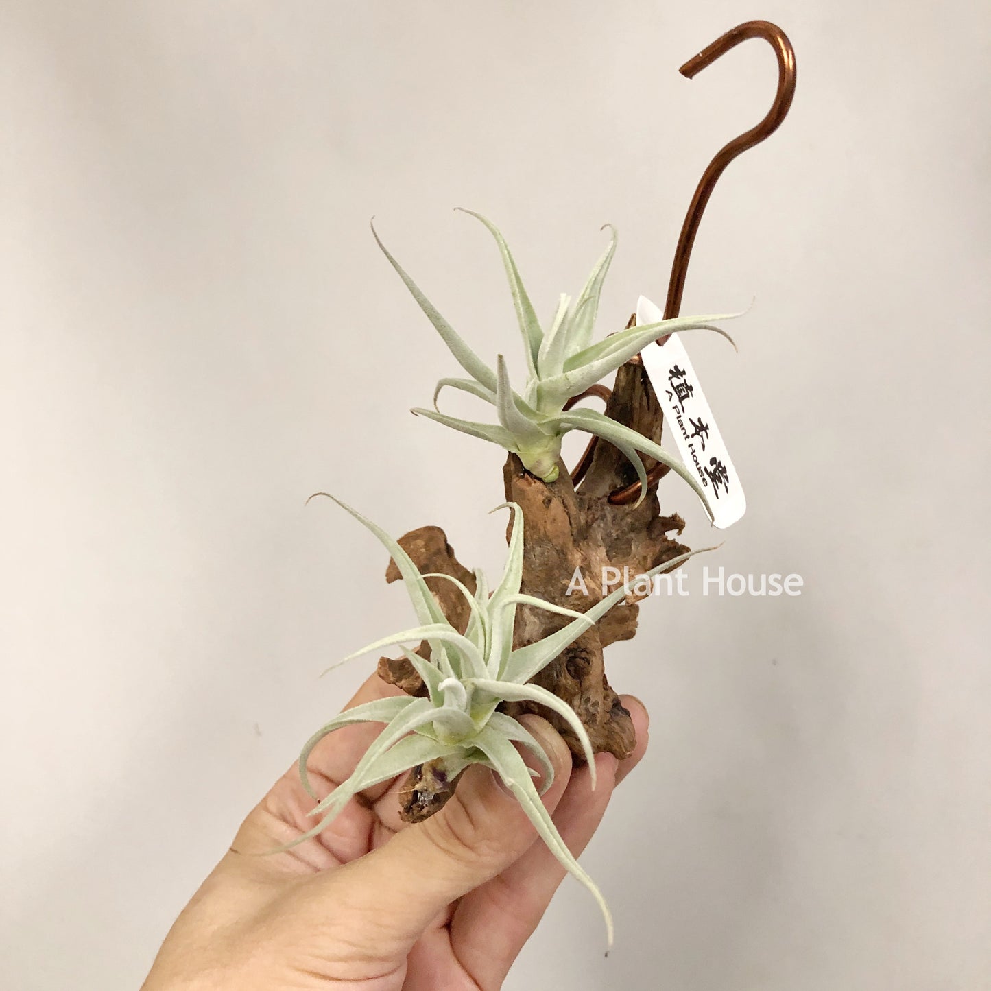 Tillandsia Streptocarpa Mini