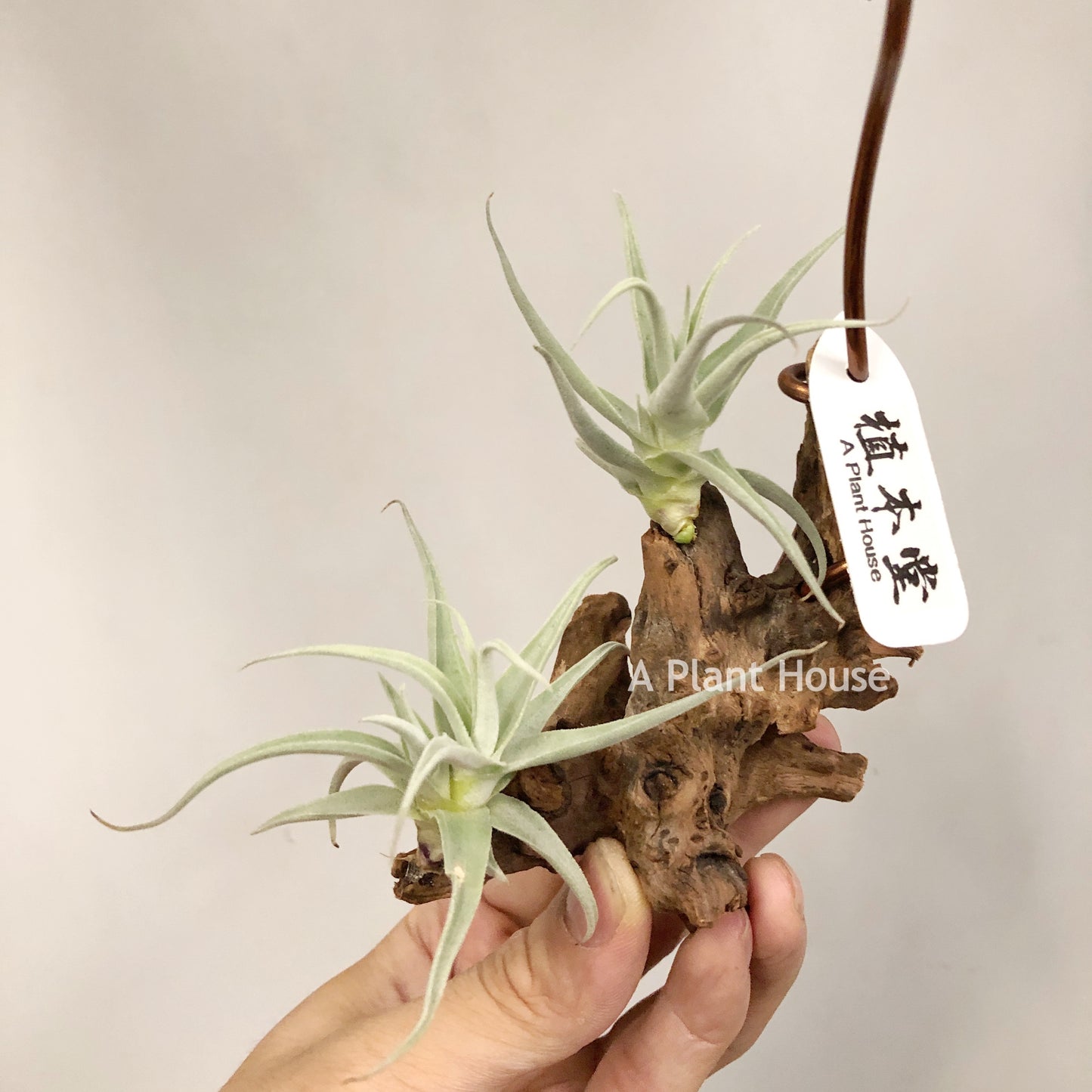 Tillandsia Streptocarpa Mini