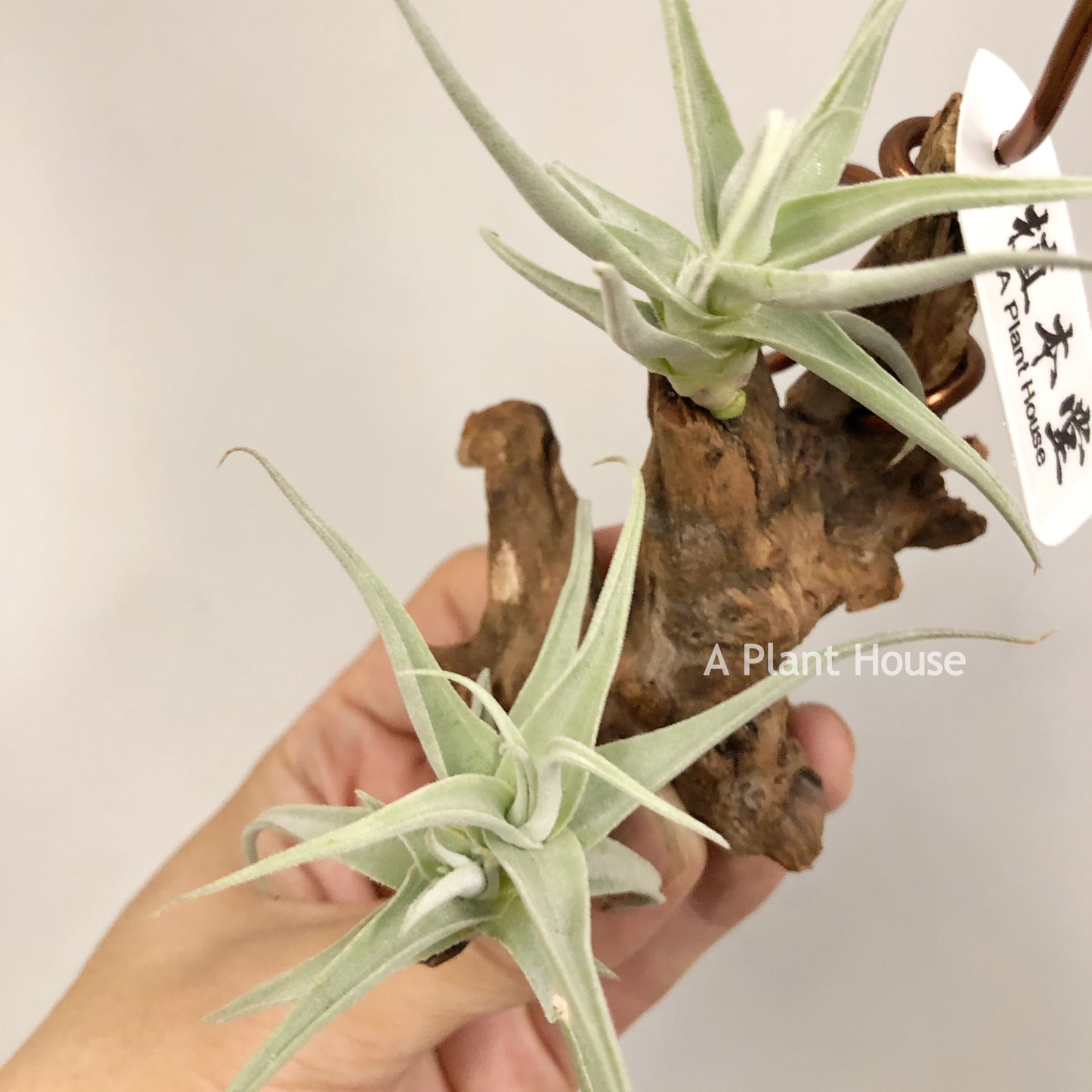 Tillandsia Streptocarpa Mini