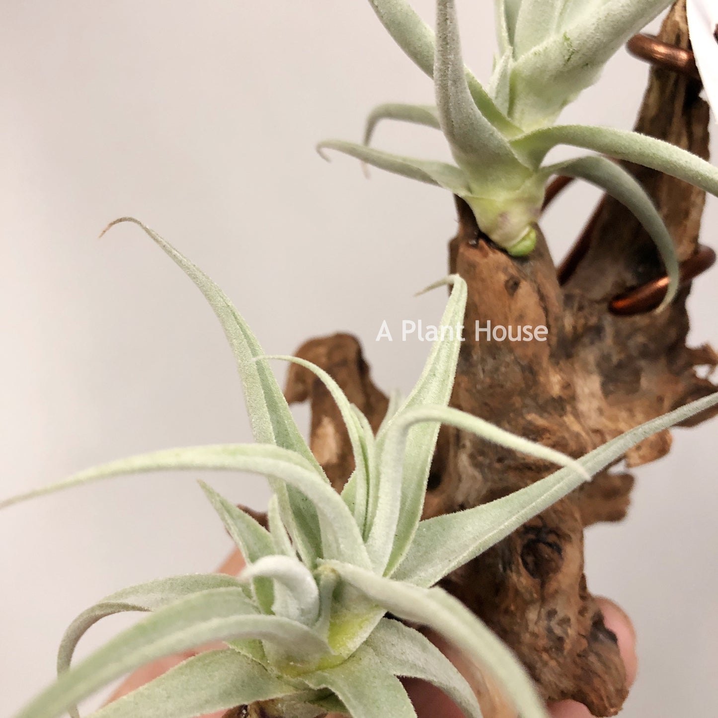 Tillandsia Streptocarpa Mini