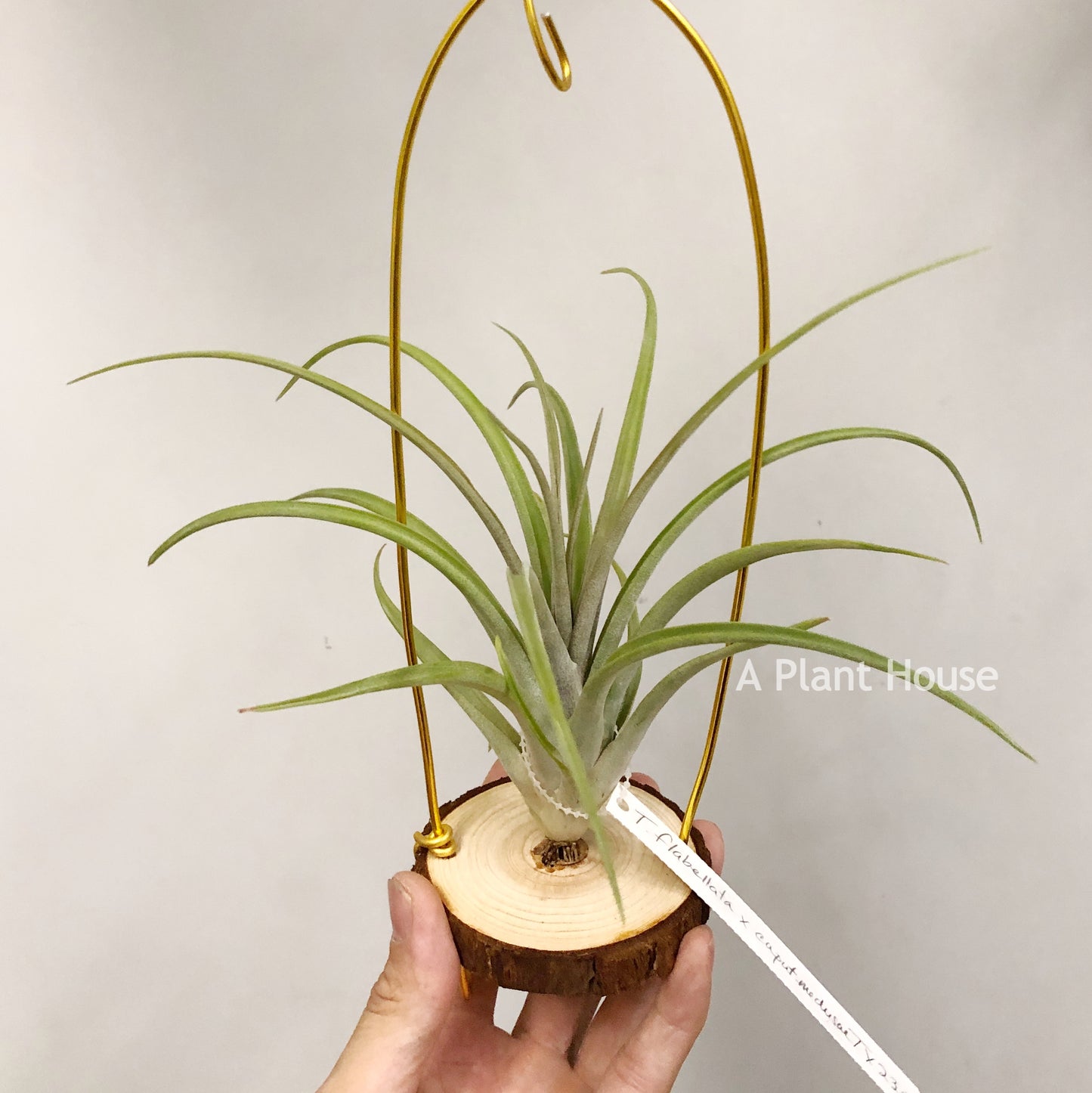 Tillandsia Flabellata x Caput-Medusae