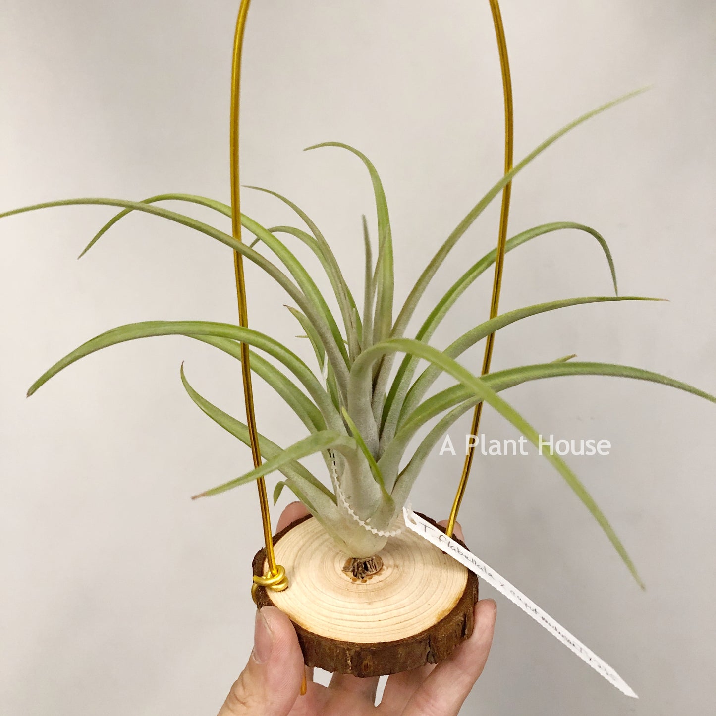 Tillandsia Flabellata x Caput-Medusae