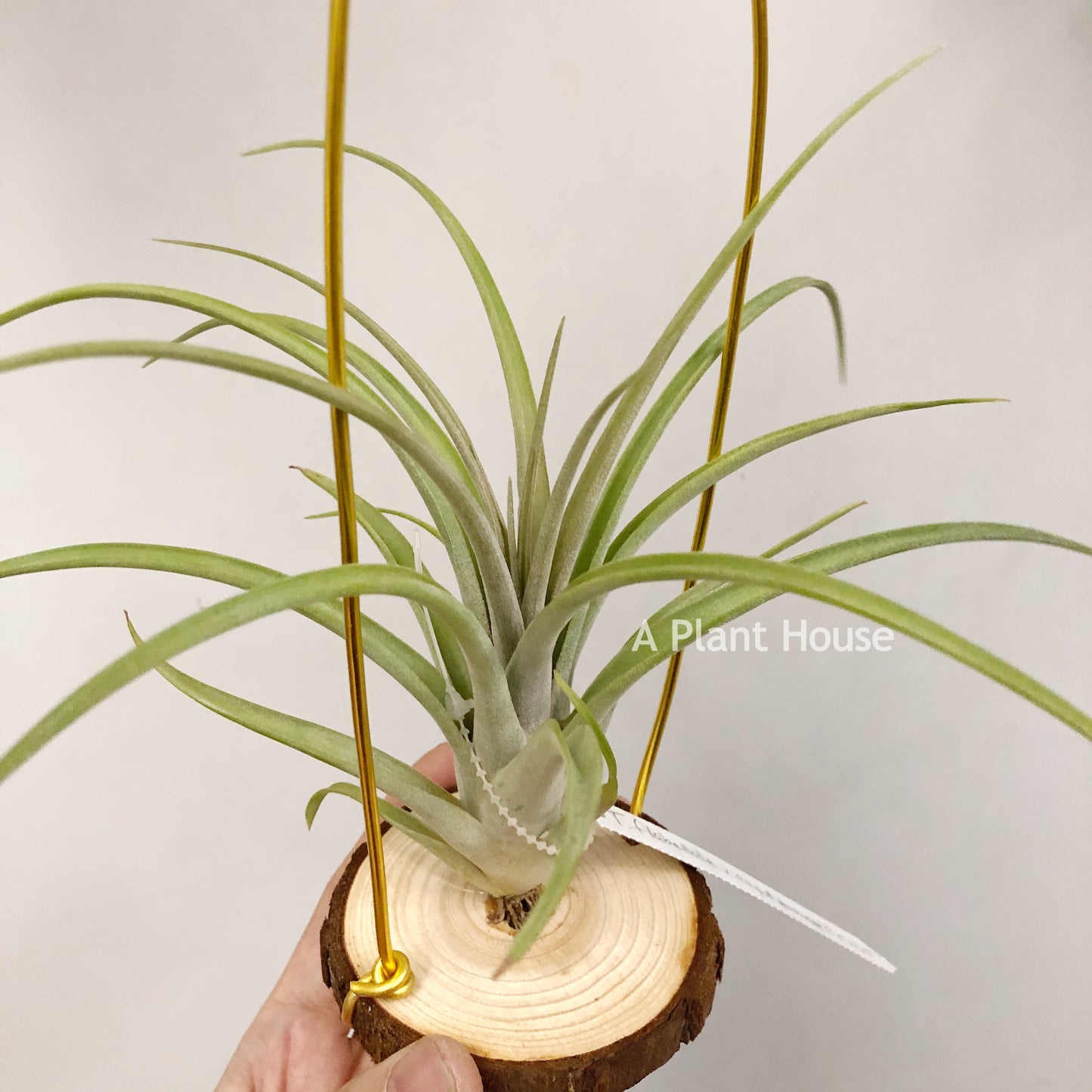 Tillandsia Flabellata x Caput-Medusae