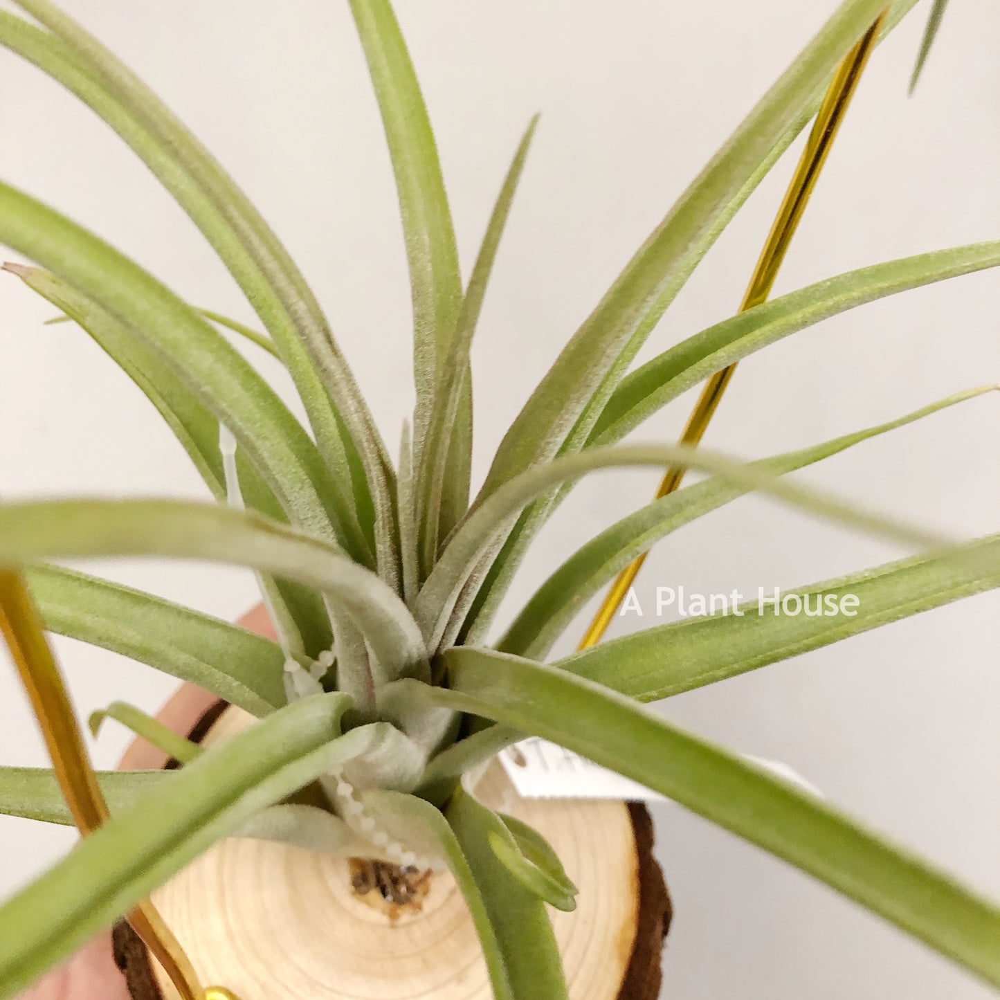 Tillandsia Flabellata x Caput-Medusae