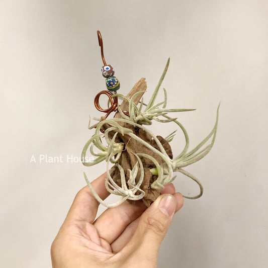 Tillandsia Glabrior