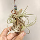 Tillandsia Glabrior