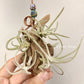 Tillandsia Glabrior