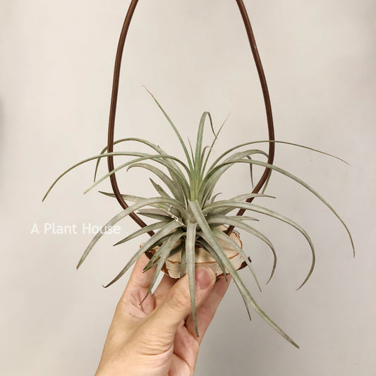 Tillandsia Mima V. Chilentensis